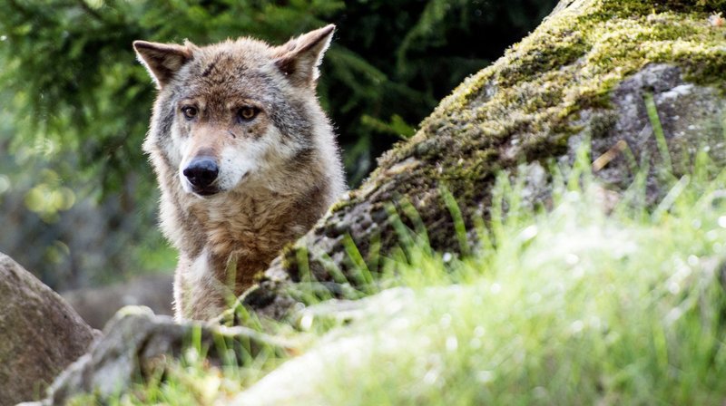 Dix loups ont été identifiés en une année en Valais.