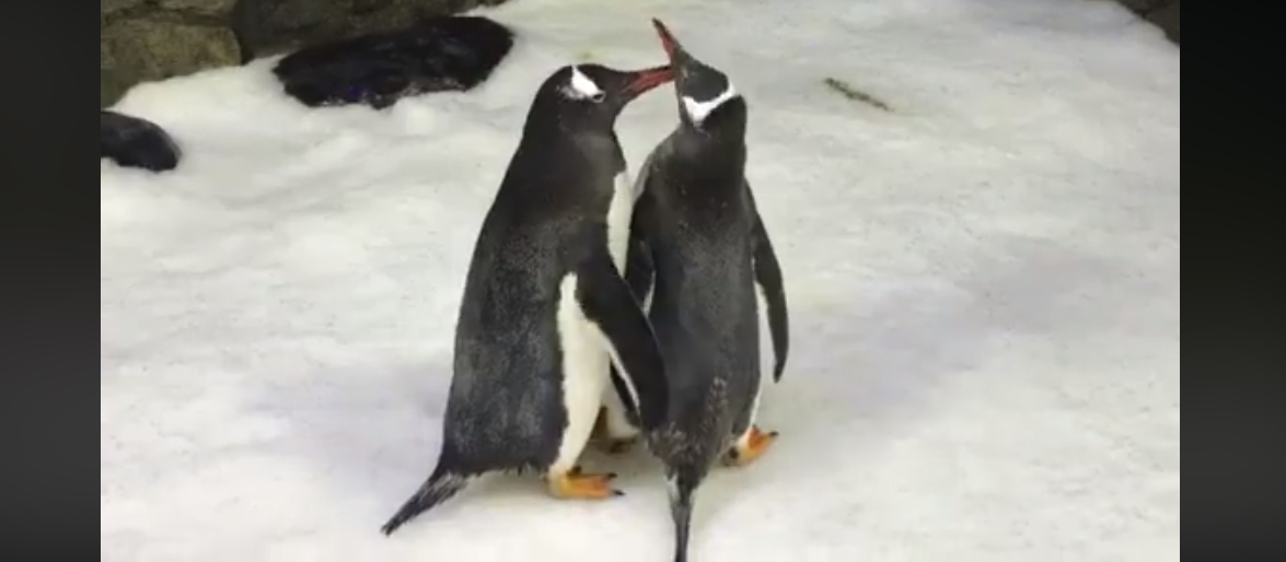 Sphen et Magic, un couple de pingouins de même sexe, viennent tout juste de devenir parents.
