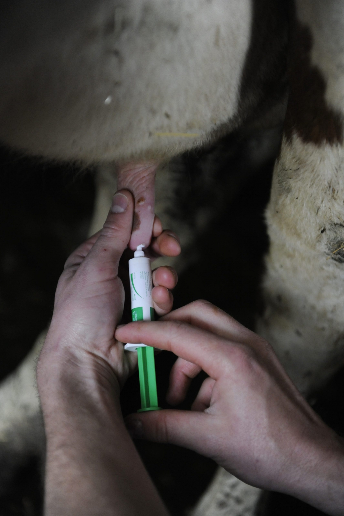 La Confédération a durci les règles de remise et d'utilisation des antibiotiques dans les élevages suisses afin de lutter contre les résistances.
Reportage avec les vétérinaires du cabinet de la Dent de Lys à Châtel-Saint-Denis en visite chez des paysans.
Ici traitement d'une vache malade.

Photo Lib/Corinne Aeberhard, Châtel-Saint-Denis et environs, 29.03.2016 Nouvelle loi antibiotiques pour animaux