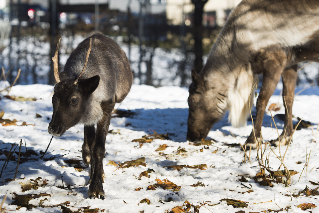 Les rennes disparaissent peu à peu à cause de l'allongement de l'été. (photo d'illustration)