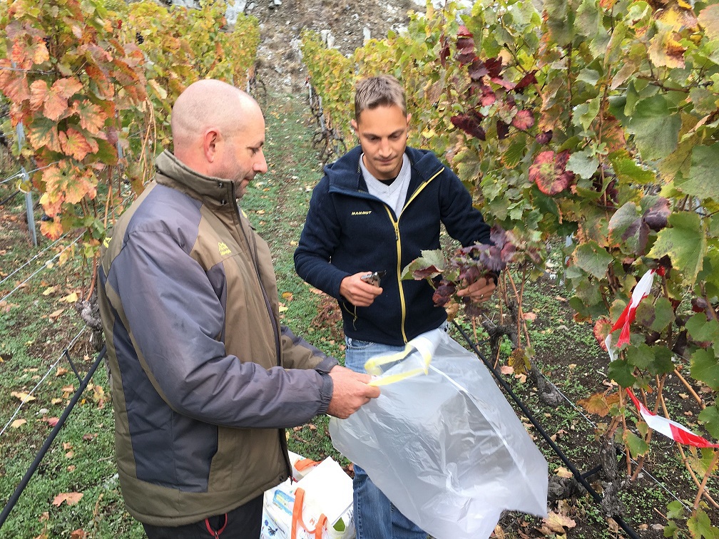 Le vigneron Yves Luisier et Guillaume Coupy du Service de la viticulture avaient procédé aux derniers prélèvements de feuilles dans le vignoble de Fully dans le cadre de la campagne de lutte contre la flavescence dorée. Une ultime levée qui a confirmé l'éradication de la maladie.