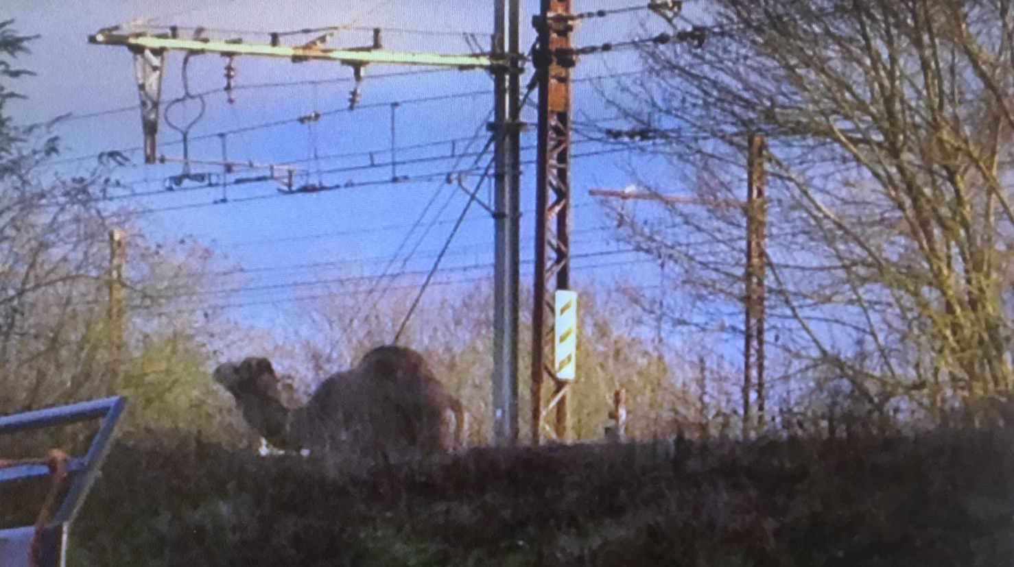 L'animal, échappé d'un cirque voisin, cherchait de l'herbe à brouter le long des voies au niveau de la gare de Fontainebleau Avon.