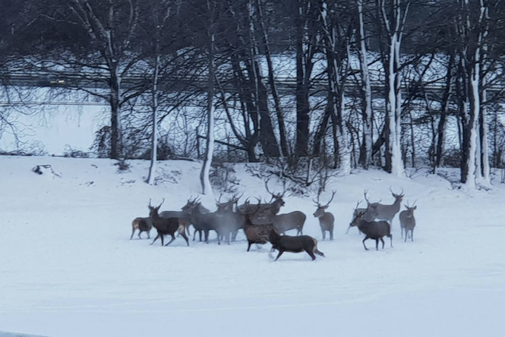 Les cerfs, désorientés, ont été raccompagnés vers la forêt par la police et le garde-chasse.