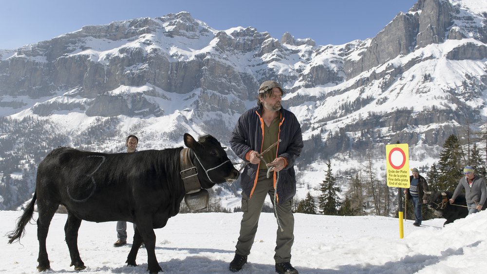 Certains éleveurs organisent même des combats dans la neige, comme ici dans le Haut-Valais.