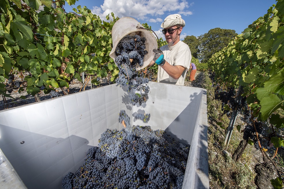 Les vignerons valaisans devraient obtenir un juste salaire pour des vendanges 2018 exceptionnelles.