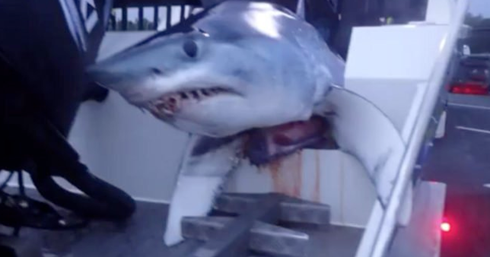Le requin mort a été déplacé par des pêcheurs sur une distance de 40 kilomètres.