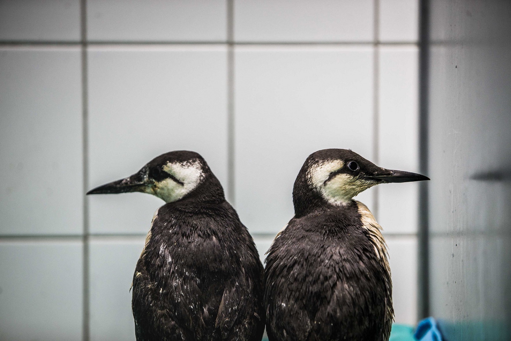 Les guillemots morts n'ont été retrouvés que sur les côtes néerlandaises. Et les scientifiques ne s'expliquent pas ce désastre (illustration).