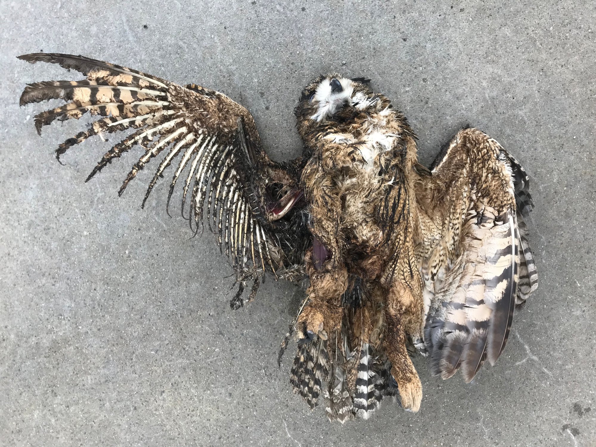 Avec son envergure pouvant atteindre les 180 cm, le hibou grand-duc est la première victime des pylônes électriques dangereux. Il lui suffit de toucher malencontreusement deux câbles en même temps.