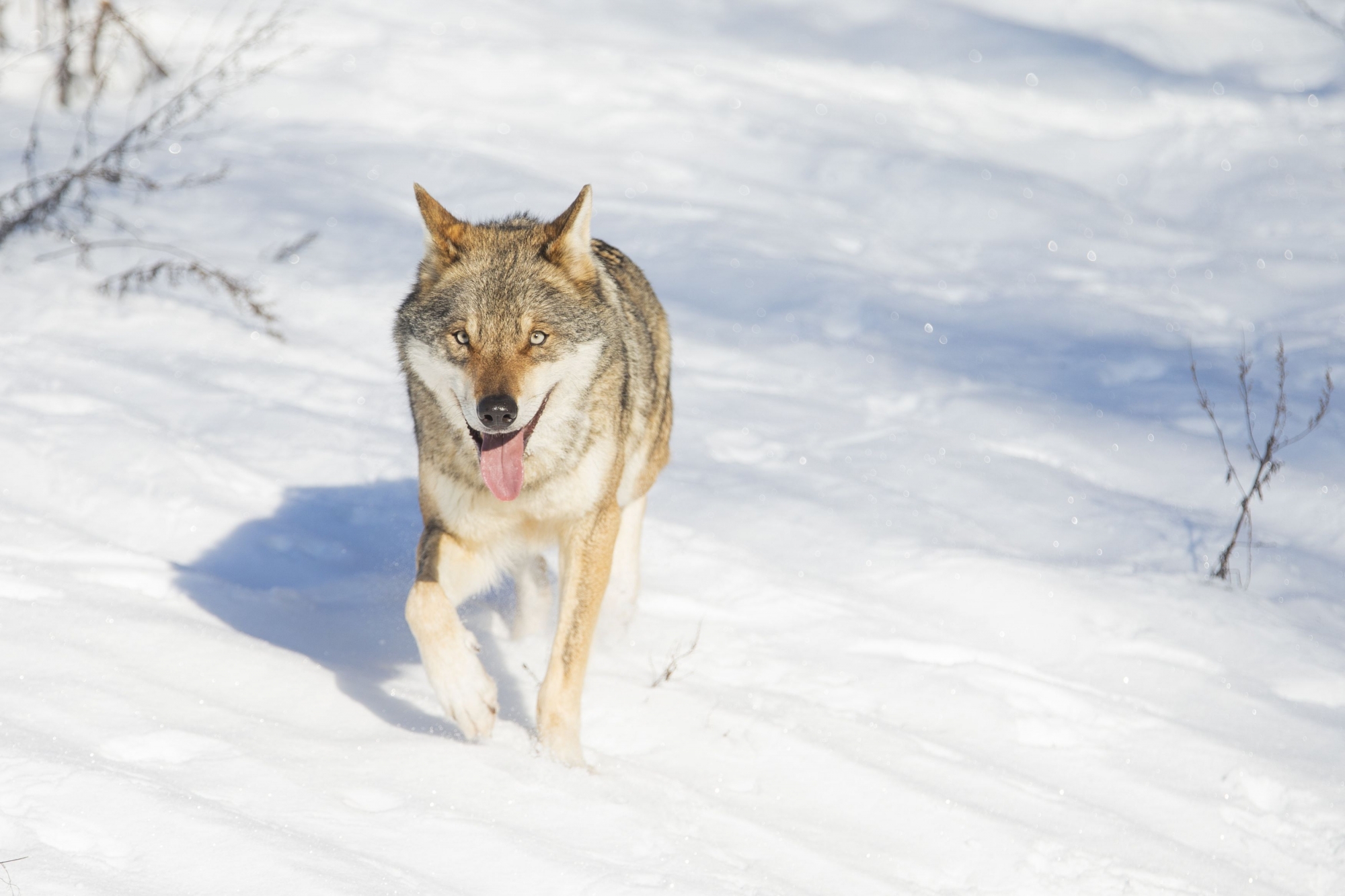 Le loup n'est pas un animal facile à tirer. Ce constat unit chasseurs et protecteurs des animaux... et c'est bien le seul.