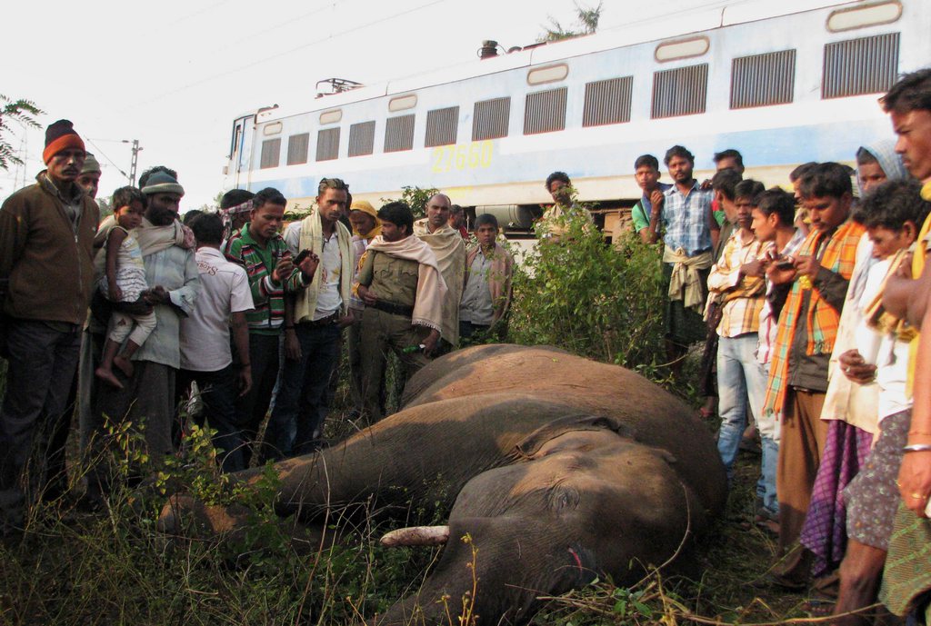 L'Inde abrite 25'000 éléphants d'Asie mais leur population est en chute à cause du braconnage pour l'ivoire et la destruction de son habitat naturel.