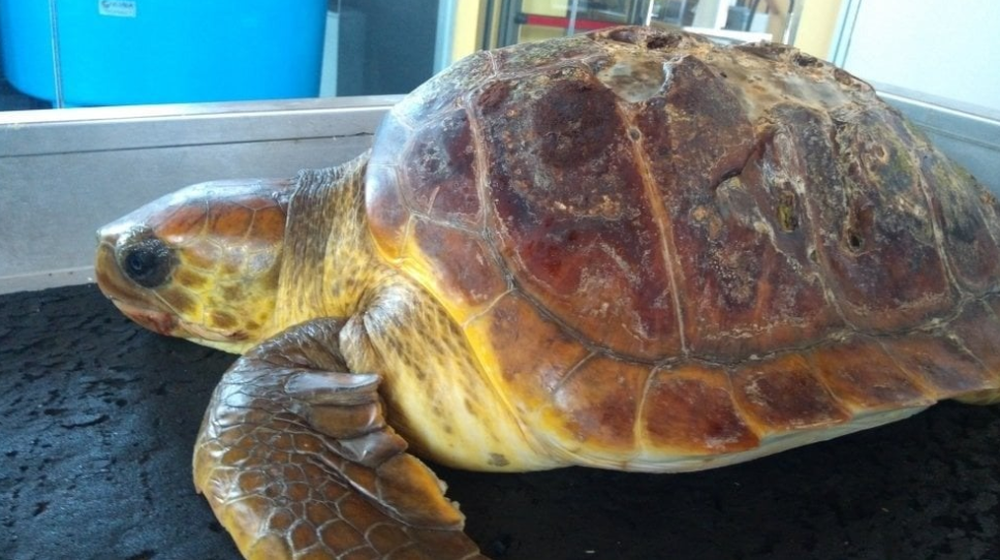 De nombreux bouts de plastiques ont été retrouvés dans l’estomac de la tortue marine.