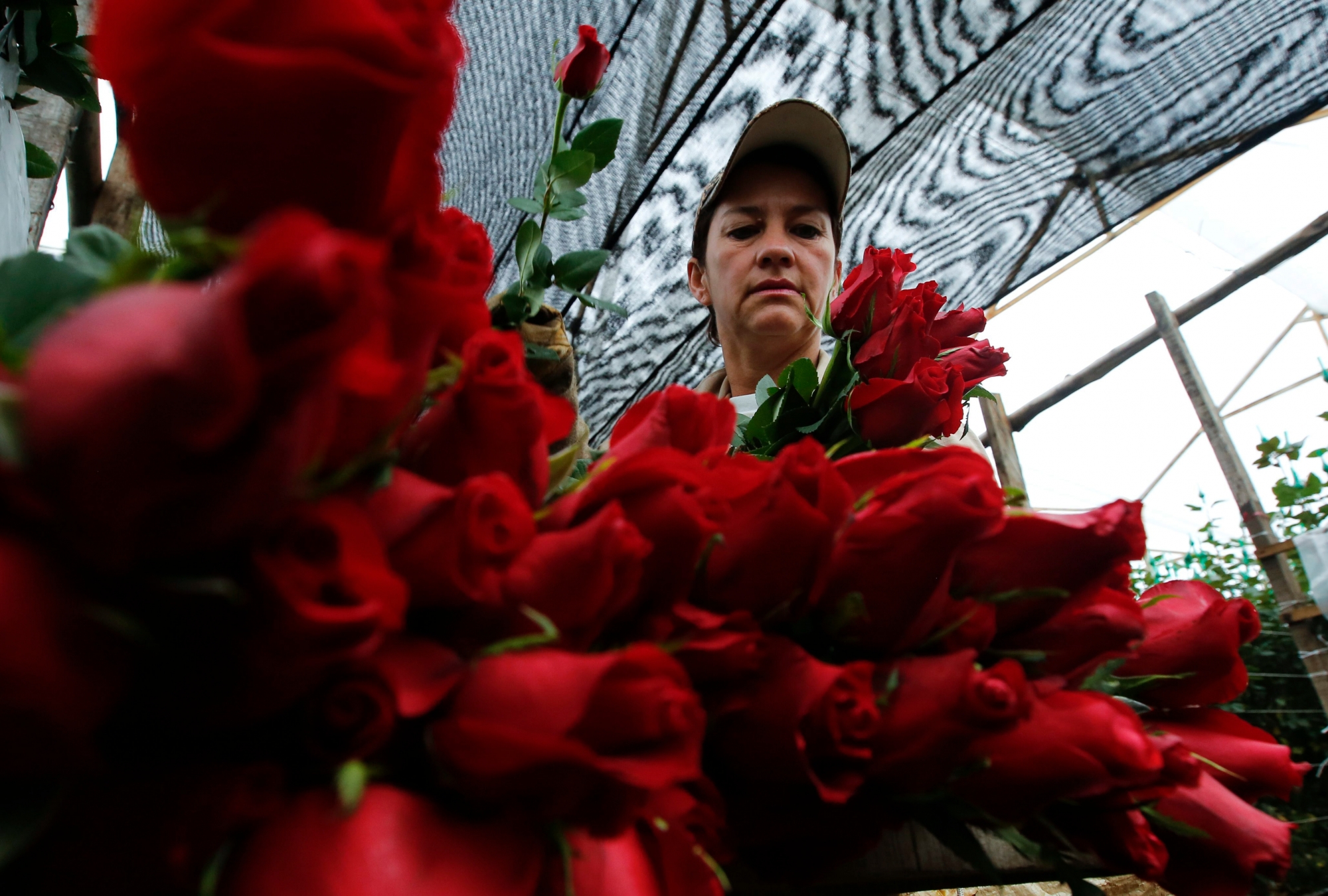 In this Jan. 20, 2017 photo, a worker packs rose buds to be shipped to the United States ahead of Valentine's Day, at the Ayura flower company in Tocancipa, north of Bogota, Colombia. The country's flower industry took off in the early 1990s when the U.S. Congress passed a law eliminating tariffs on goods from Andean drug-producing nations in a bid to encourage legal exports instead. (AP Photo/Fernando Vergara) Colombia Valentine Flowers