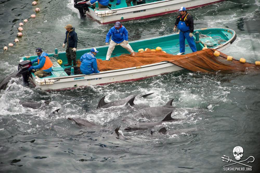 epa04032469 A handout picture provided by the Sea Shepherd Conservation organization shows the selection process of dolphins, during the annual dolphin hunt in Taiji, Japan, 20 January 2014. According to Sea Shepherd, Japanese fisherman rounded up more than 250 dolphins, including babies and juveniles, into the cove on 18 January, the largest round-up in years. Taiji town claims the hunt is an important ritual dating back centuries. Dolphins captured in the cove are either sold into captivity, or slaughtered and sold for consumption, despite pleas from animal conservationists around the world against the event.  EPA/SEA SHEPHERED / HANDOUT MANDATORY CREDIT: SEA SHEPHERED CONSERVATION SOCIETY HANDOUT EDITORIAL USE ONLY/NO SALES JAPAN FISCHEREI DELFIN