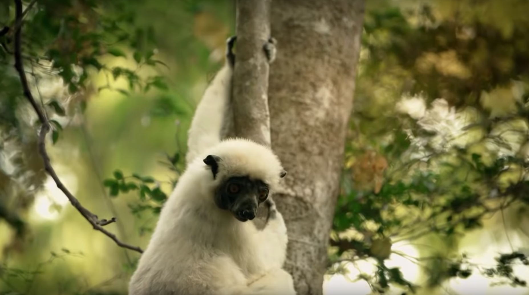 Le propithèque couronné vit à Madagascar, au coeur des forêts sèches et de la mangrove.