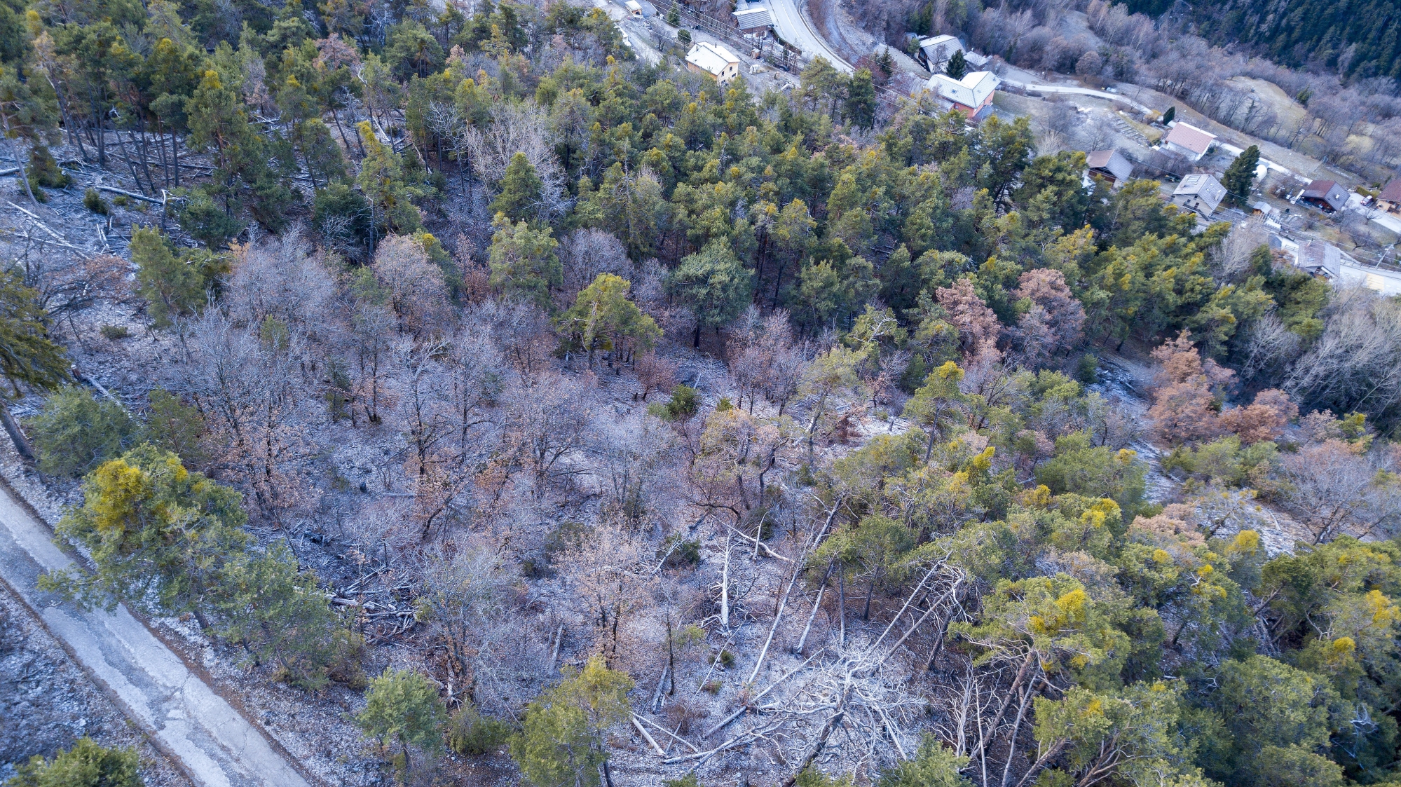 Victimes du réchauffement climatique et de sécheresse à répétition, de nombreux pins situés sur les hauts de Niouc sont condamnés à l’abattage. La fonction protectrice de la forêt se voit ainsi menacée.