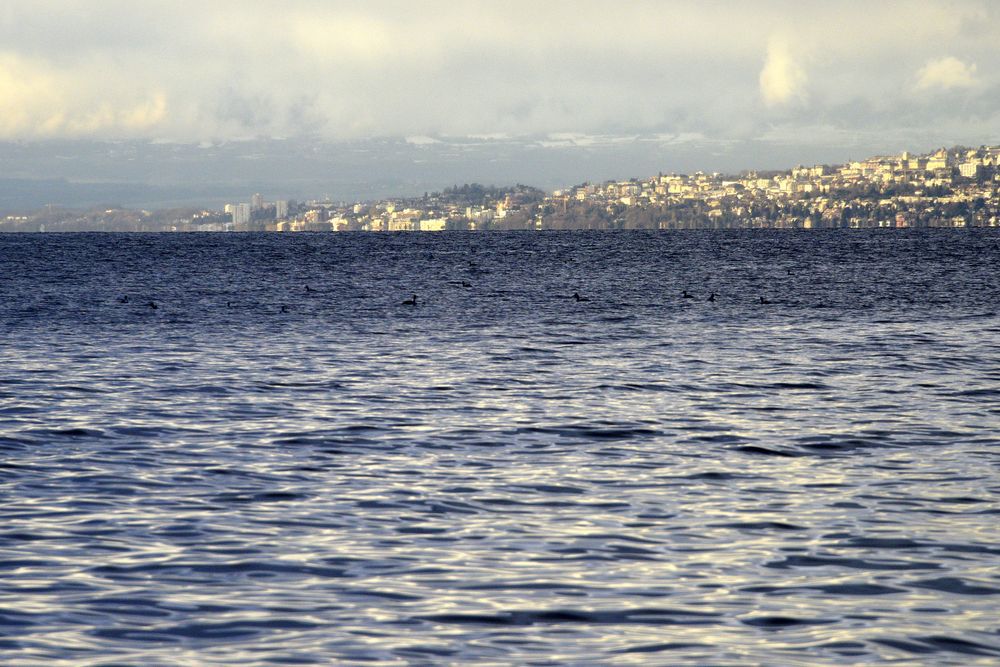 Le Léman photographié en décembre 2012. Depuis cette année-là, le lac n'a plus été brassé - et donc oxygéné - en profondeur.