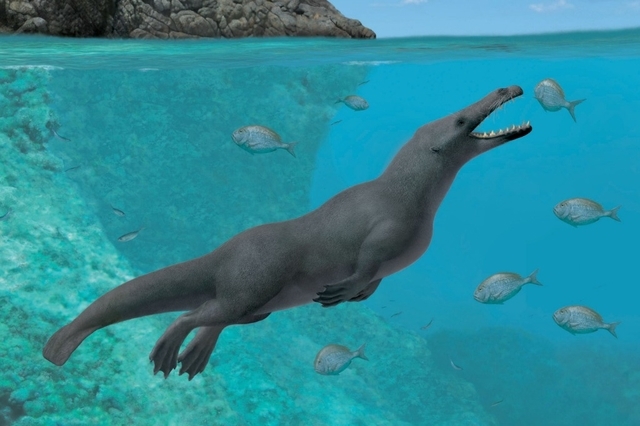 D'après son anatomie, les chercheurs croient que ce cétacé d'environ quatre mètres de longueur pouvait à la fois marcher et nager.