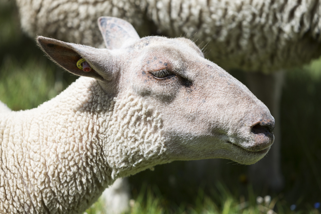 Quinze moutons ont été inscrits dans une école pour protester contre la fermeture d'une classe. (Illustration)