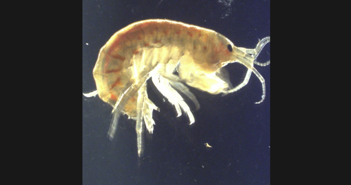 Des traces de cocaïne ont été découvertes dans toutes les crevettes prélevées.