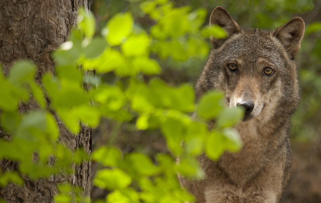 Depuis sa réapparition en Suisse en 1995, puis la formation des premières meutes en 2012, le loup a régulièrement figuré au menu des sessions des Chambres fédérales (illustration).