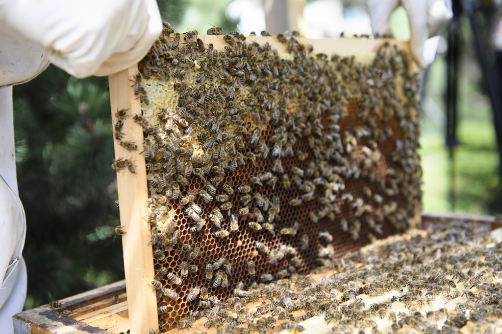 Les abeilles sont menacées par le changement climatique, de l'agriculture intensive, de l'usage de pesticides, de la perte en biodiversité et de la pollution.