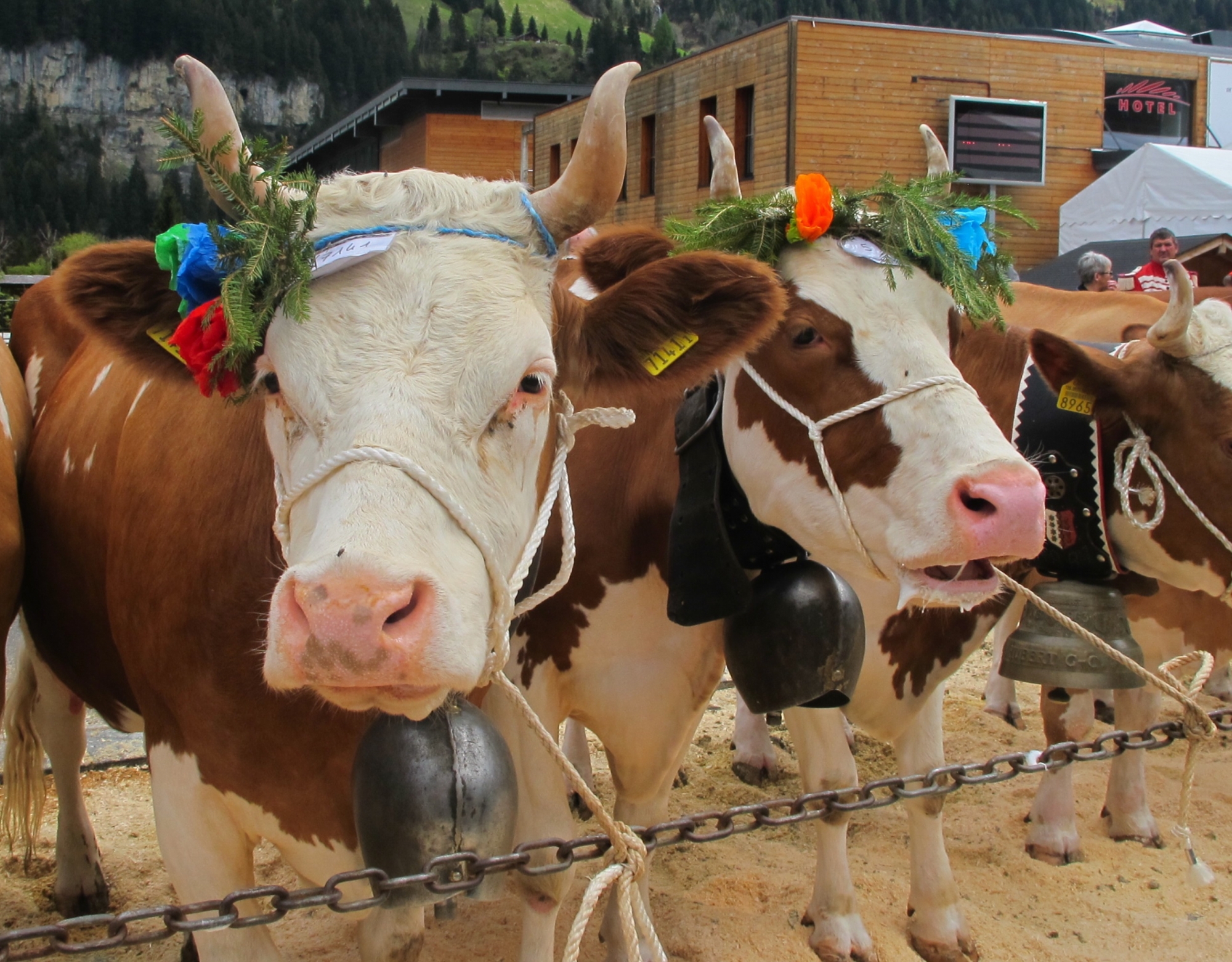 Samedi, les visiteurs pourront admirer une quarantaine de vaches.