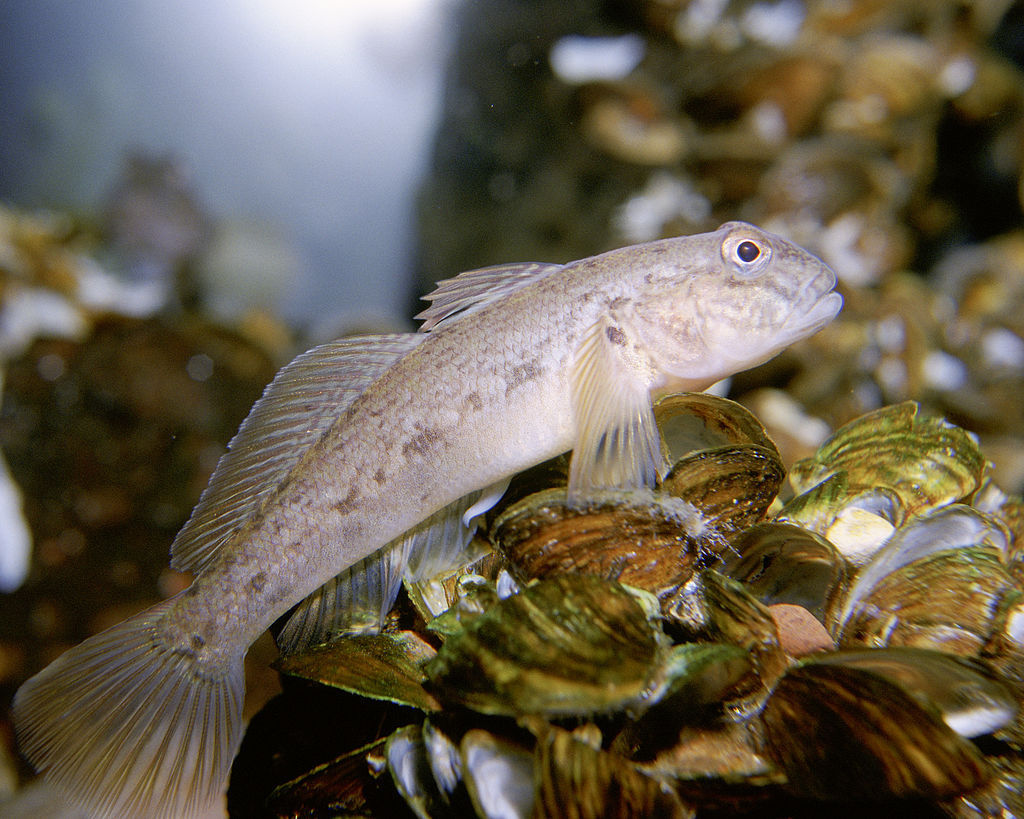 Le gobie à taches noires, un poisson invasif de la mer Noire et de la Caspienne, est un exemple d'espèce exotique envahissante.