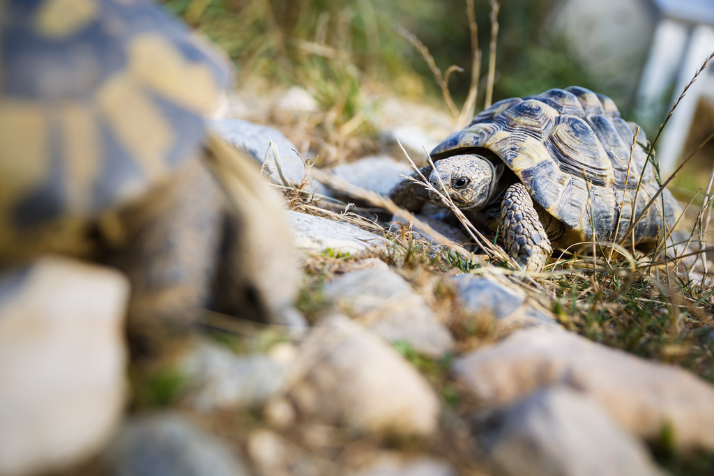 L'an dernier, l'association qui fête ses 25 ans a ainsi recueilli 570 de ces reptiles.