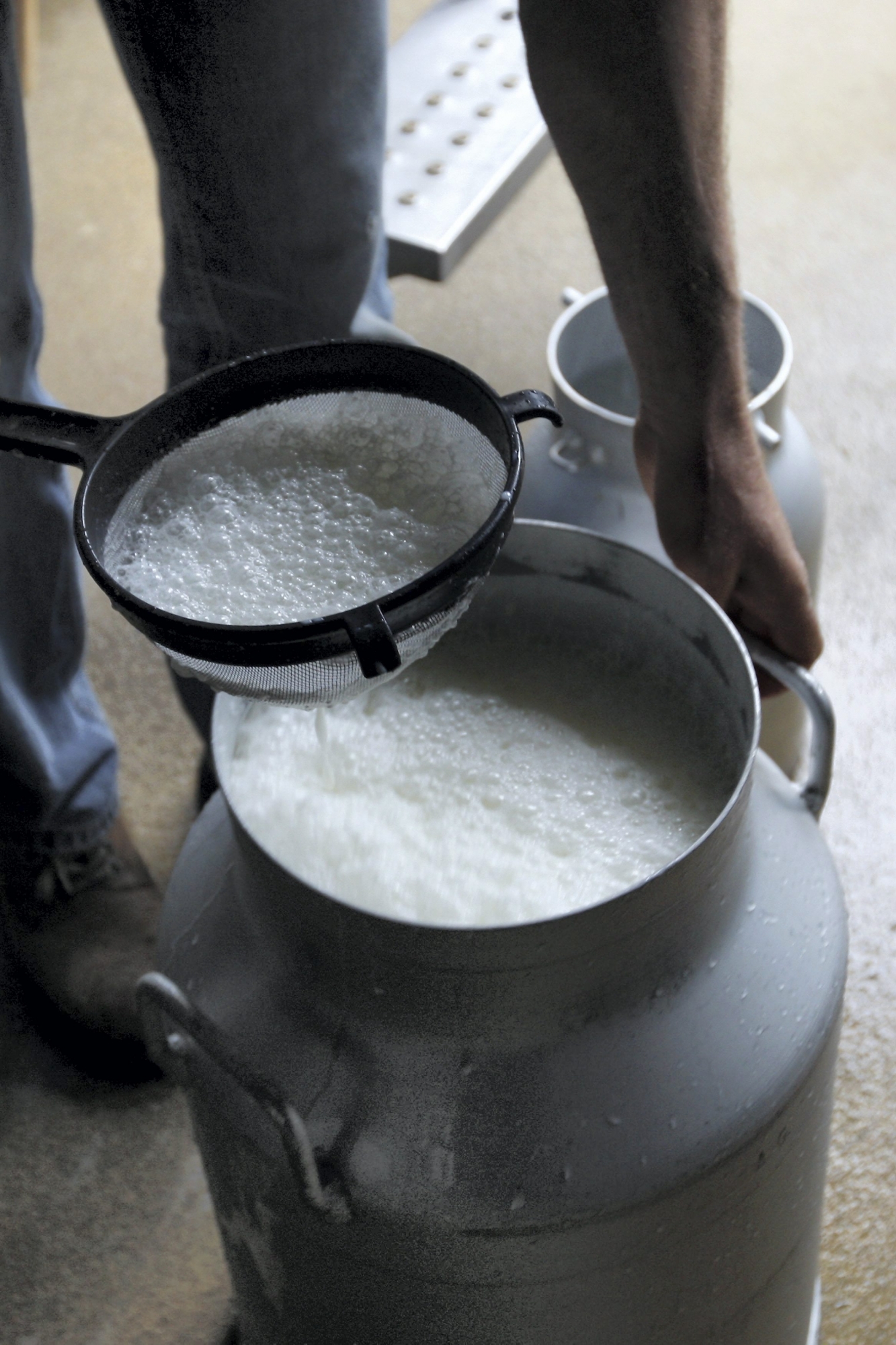 ARCHIV - Eric Ramseyer kontrolliert frisch gemolkene Kuhmilch auf seinem Bauernhof bei Palezieux am 2. Juni 2008. - Erst im Fruehling hatten sich Milchproduzenten und Verarbeiter auf einen hoeheren Milchpreis geeinigt. Das Glueck der Bauern war von kurzer Dauer: Wegen der Ueberproduktion und dem starken Franken haben sie bald wieder weniger im Portemonnaie. Emmi etwa bezahlt per Anfang November 3,5 Rappen weniger pro Liter Milch, bestaetigte Konzernsprecherin Ruth Stadelmann Medienberichte vom Mittwoch 5. November 2008. Bei den Zentralschweizer Milchproduzenten (ZMP) sind es gar 4,5 Rappen pro Liter, wie es in einem Brief an die Milchlieferanten heisst. Es handle sich nicht um eine Preissenkung, sondern um einen Rueckbehalt. Dieser werde zurueckgegeben, sobald der Markt wieder anziehe, sagte Stadelmann. (KEYSTONE/Jean-Christophe Bott) SCHWEIZ MILCHPREIS