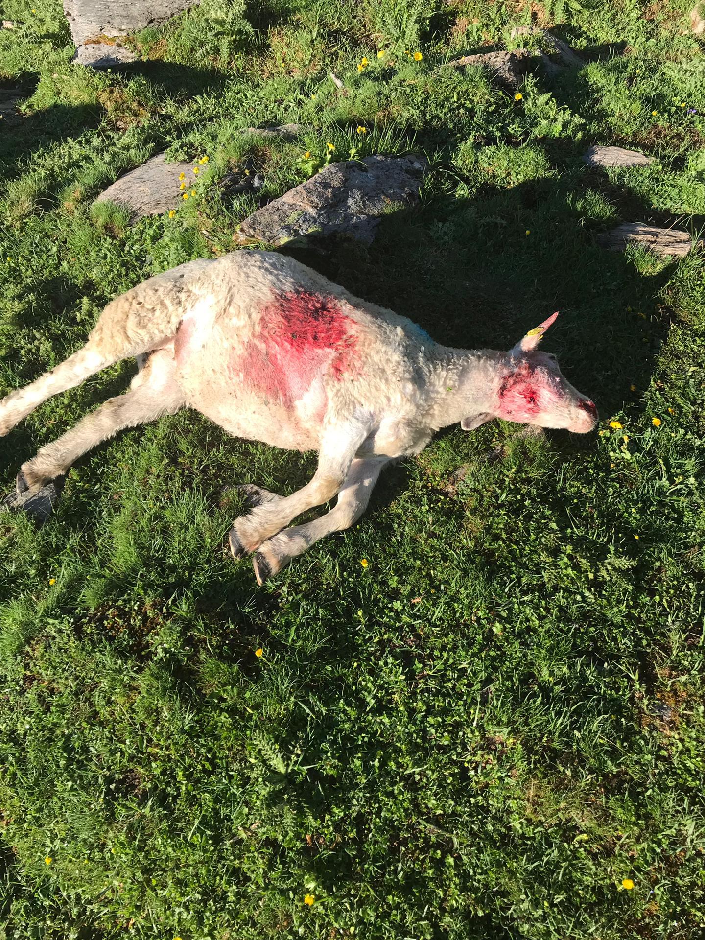 Selon le service de la chasse, les morsures sur le corps du mouton seraient celles d'un loup.