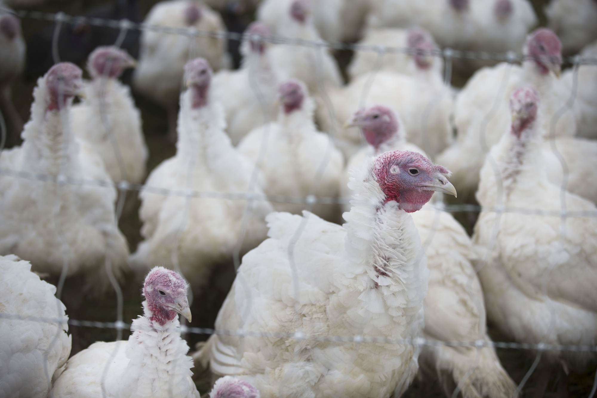 In this Sunday, Nov. 16, 2014, photo, Broad Breasted Whites, a specific breed of turkey prized for their size and larger proportion of white meat, stand in their paddock at Violet Hill Farm before they are harvested for Thanksgiving, in West Winfield, N.Y. The turkeys are less colorful than their wild cousins. (AP Photo/John Minchillo)