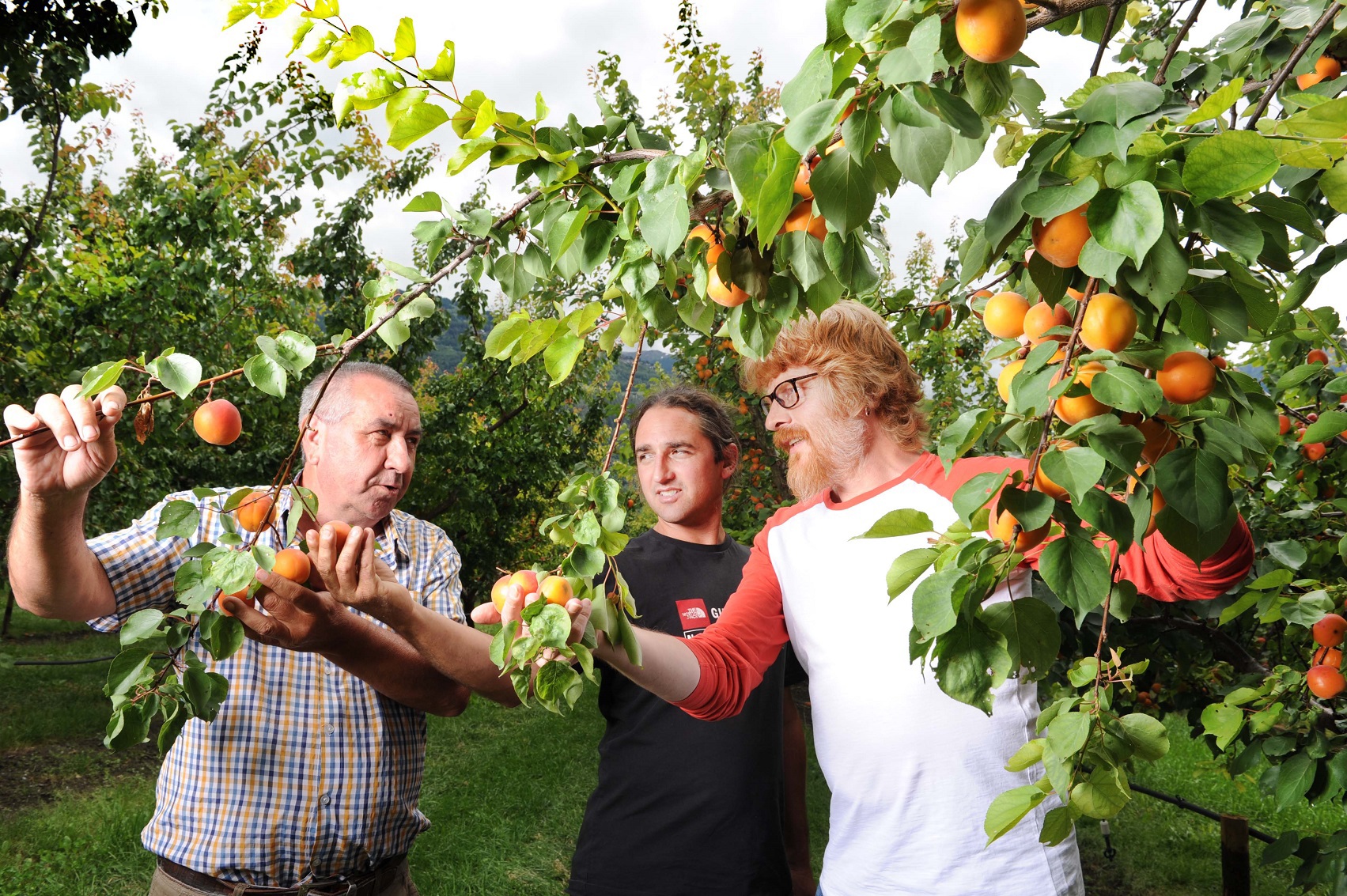 Stéphane Dessimoz (responsable production chez Biofruits), Yann Evéquoz (responsable technique pour l'office de l'arboriculture) et Danilo Christen (responsable du groupe production fruitière en région alpine à l'Agroscope) apprécient la qualité gustative de Lisa.