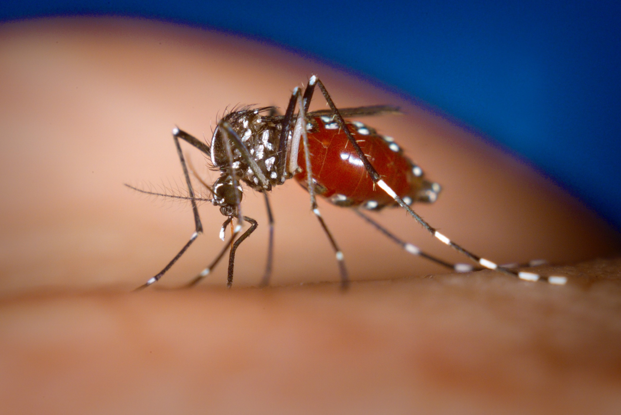 Le moustique tigre (Aedes albopictus) est plus petit qu’un moustique commun et caractérisé par des bandes blanches.