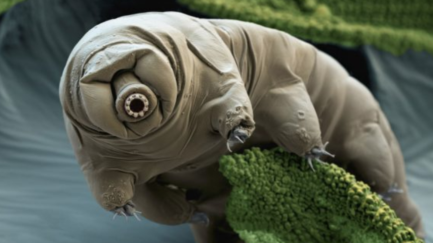 Les tardigrades peuvent vivre dans l’eau ou sur terre, survivre à des températures allant de 150 à -272 degrés Celsius.
