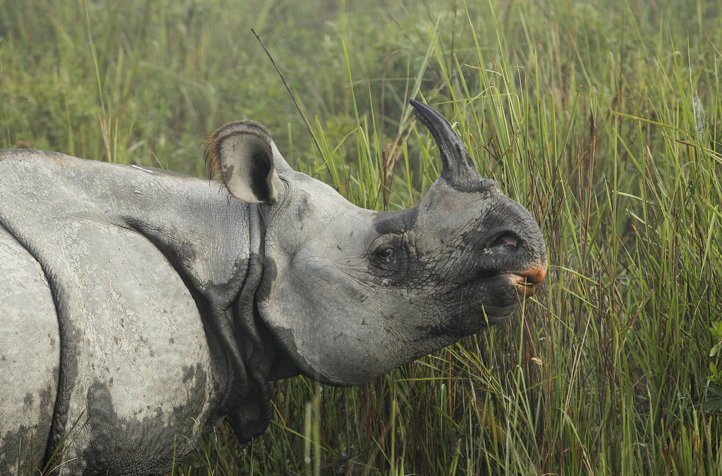 In this Monday, Dec. 3, 2012 photo, a one-horned rhinoceros grazes inside the Kaziranga National Park, a wildlife reserve that provides refuge to more than 2,200 endangered Indian one-horned rhinoceros, in the northeastern Indian state of Assam. Even in this well protected reserve, where rangers follow shoot-to-kill orders, poachers are laying siege to ?Fortress Kaziranga,? attempting to sheer off the animals' horns to supply a surge in demand for purported medicine in China that's pricier than gold. A number of guards have been killed along with 108 poachers since 1985 while 507 rhino have perished by gunfire, electrocution or spiked pits set by the poachers, according to the park. (AP Photo/Anupam Nath)