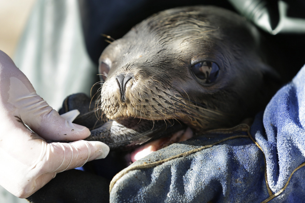 SeaWorld animal rescue team member Heather Ruce feeds a malnourished California sea lion at their rescue facility Tuesday, Feb. 26, 2013, in San Diego. Area rescue crews are seeing a higher than average amount of stranded sea lions this year, a trend likely caused by scarce food supply, according to the National Oceanic and Atmospheric Administration (NOAA). (AP Photo/Gregory Bull)