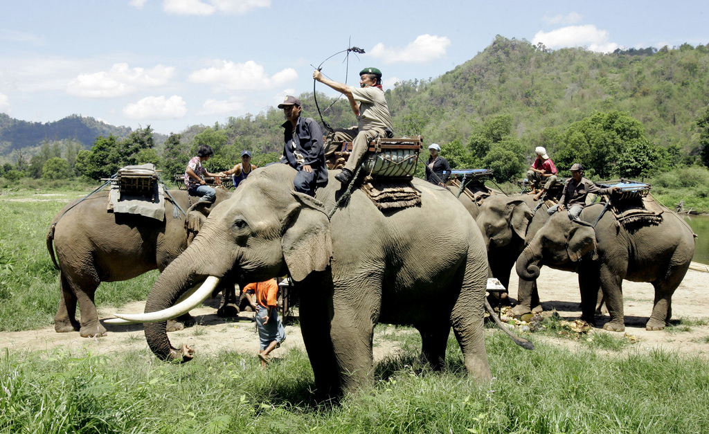 Le tourisme en Thaïlande menace gravement les éléphants d'Asie. 