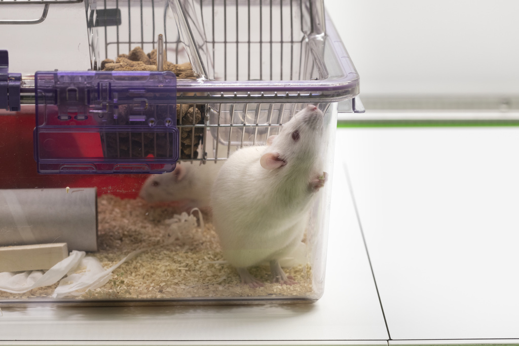 Les recherches ont été menées sur des rats, sur lesquels le cerveau a été altéré dès la deuxième semaine de la maladie du foie.