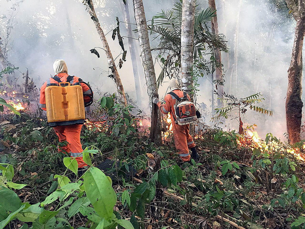 Plusieurs incendies ravagent la forêt amazonienne depuis de nombreuses semaines.