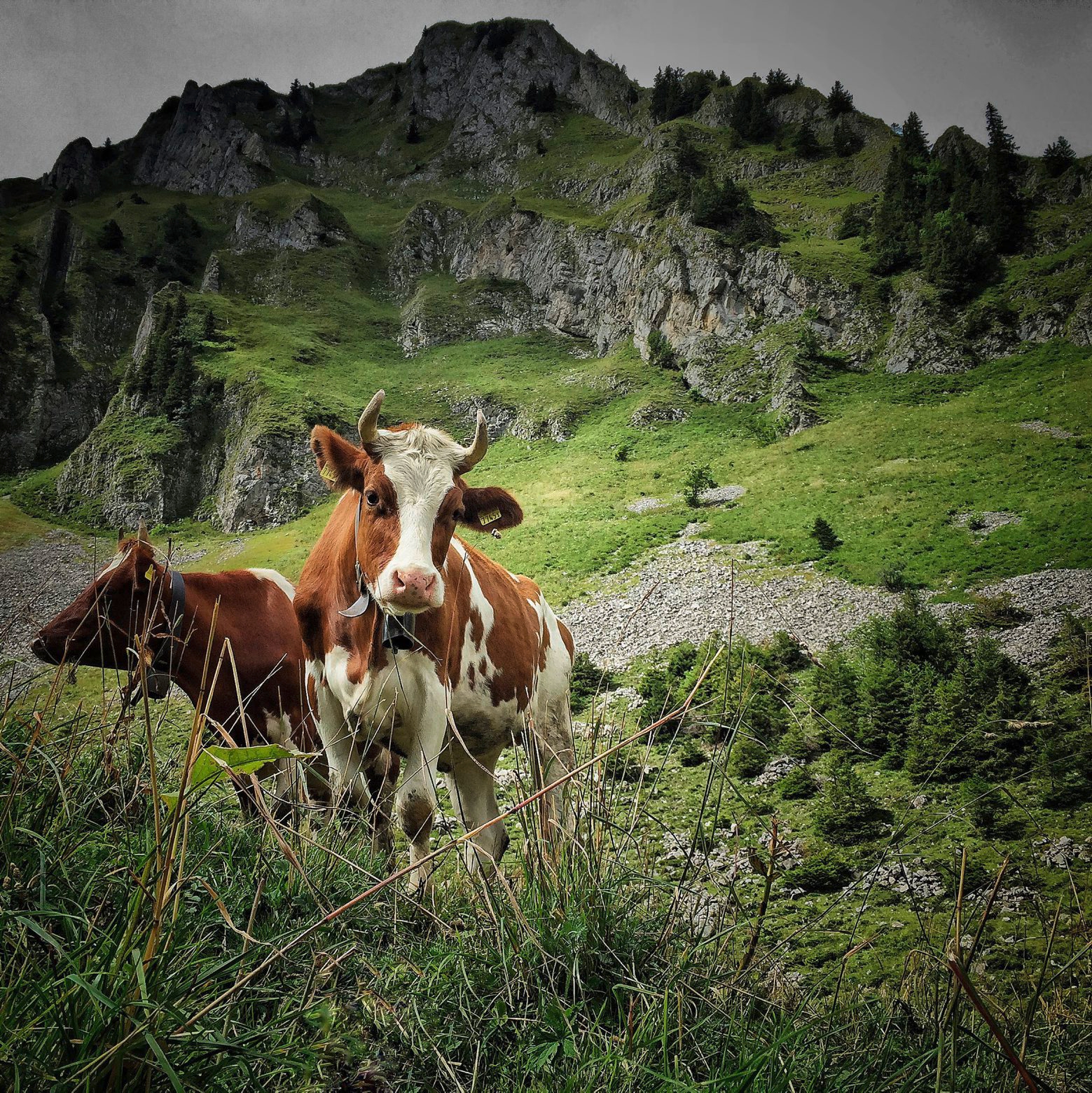 Agriculture de montagne, économie alpestre
bétails, vaches...
Dans la  vallée du Motélon, sur les pentes de Varvalanna d'Amont.
Photo Lib/Alain Wicht, Charmey, le 21.08.2016 Vaches dans la vallée du Motélon