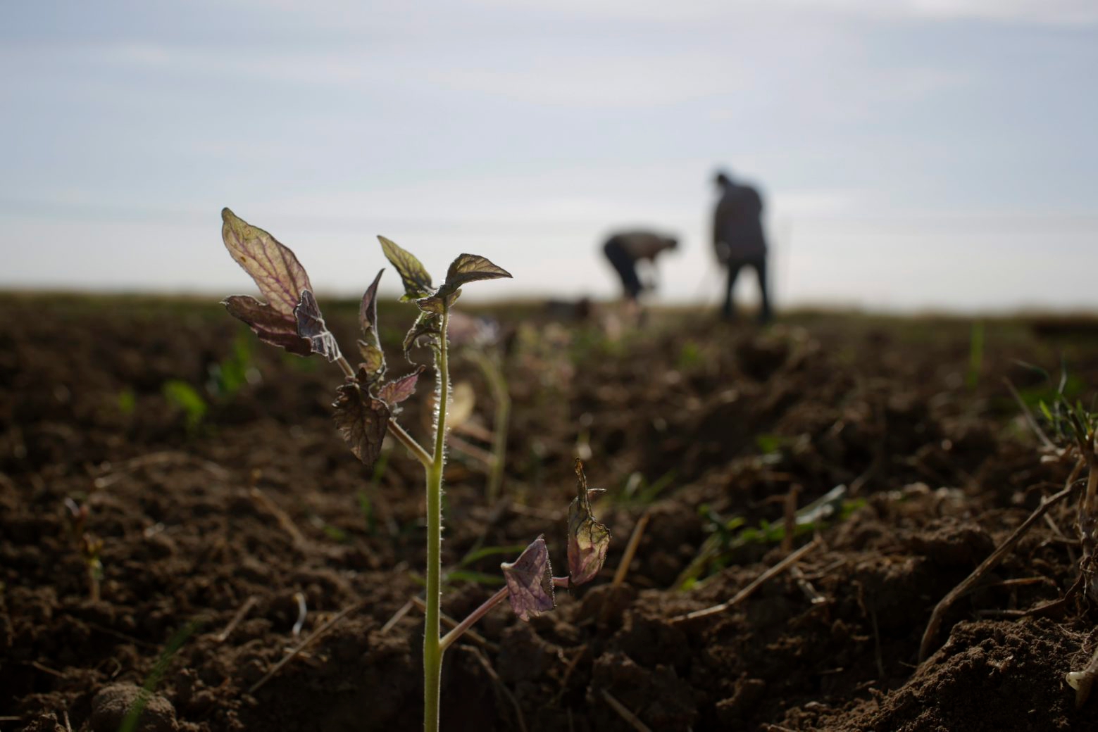 In this May 2, 2014 photo, farmworkers plant tomato sprouts in Yuba City, Calif. Californiaís 19th-century water laws give about 4,000 companies, farms and others unmonitored water while the state is mired in a three-year drought that has forced water cutbacks to cities and the nationís agricultural center. (AP Photo/Jae C. Hong) California Drought Flawed Water System Photo Gallery