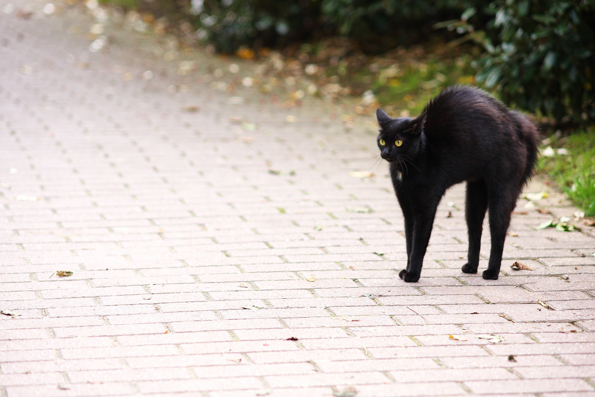 Le chat noir qui porte malheur est l'une des superstitions les plus courantes. (Illustration)