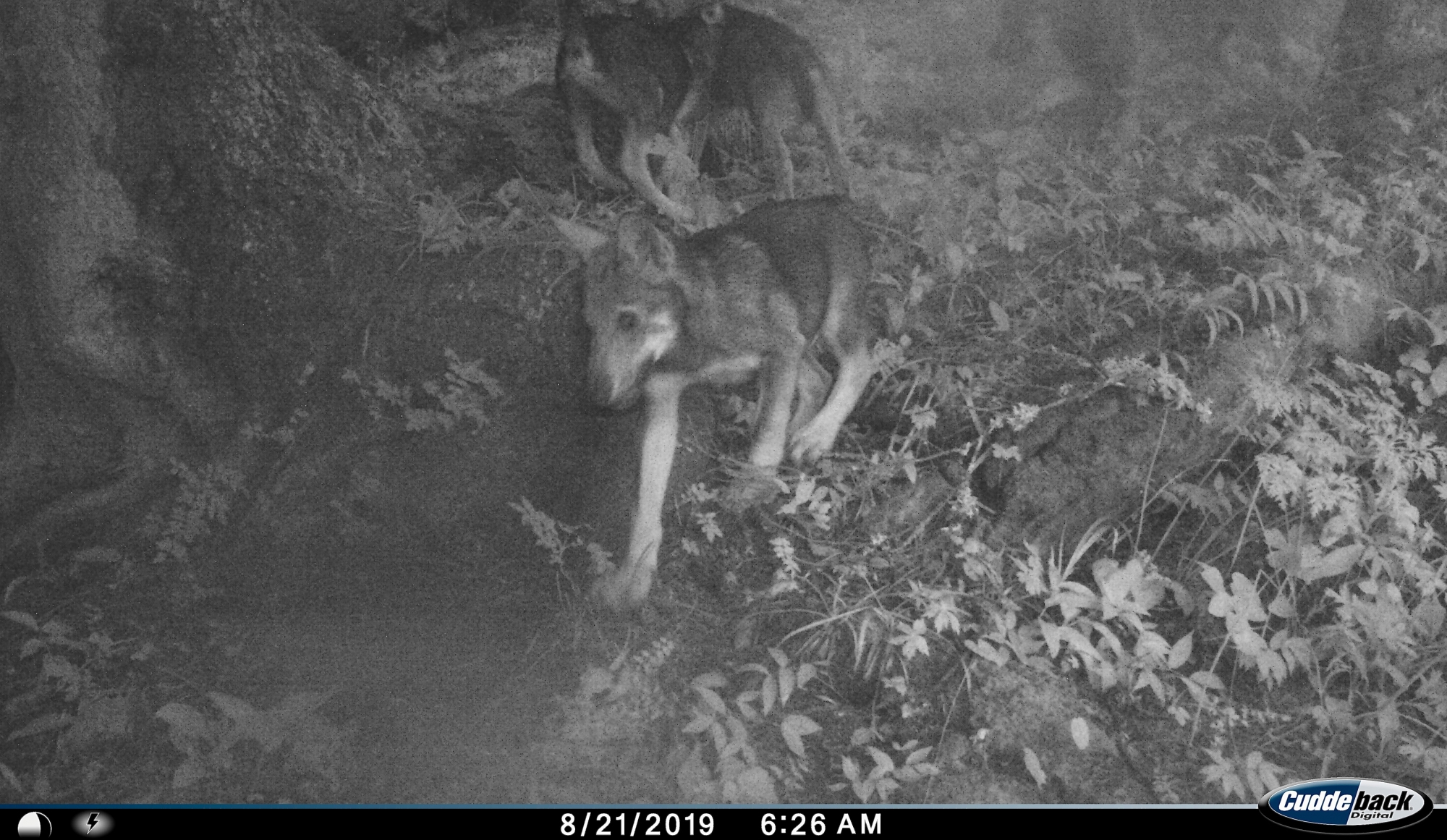 Une vidéo confirme la présence d’une meute de loups avec reproduction dans les vallons des communes de Vionnaz et de Vouvry.