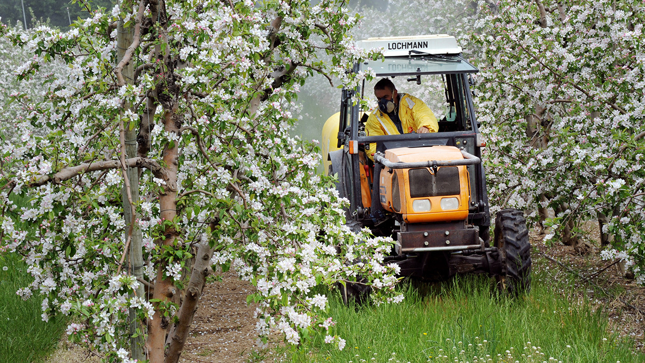 Dans l'arboriculture et la viticulture notamment, le Valais ne respecte pas toujours les lois en matière de pesticides.