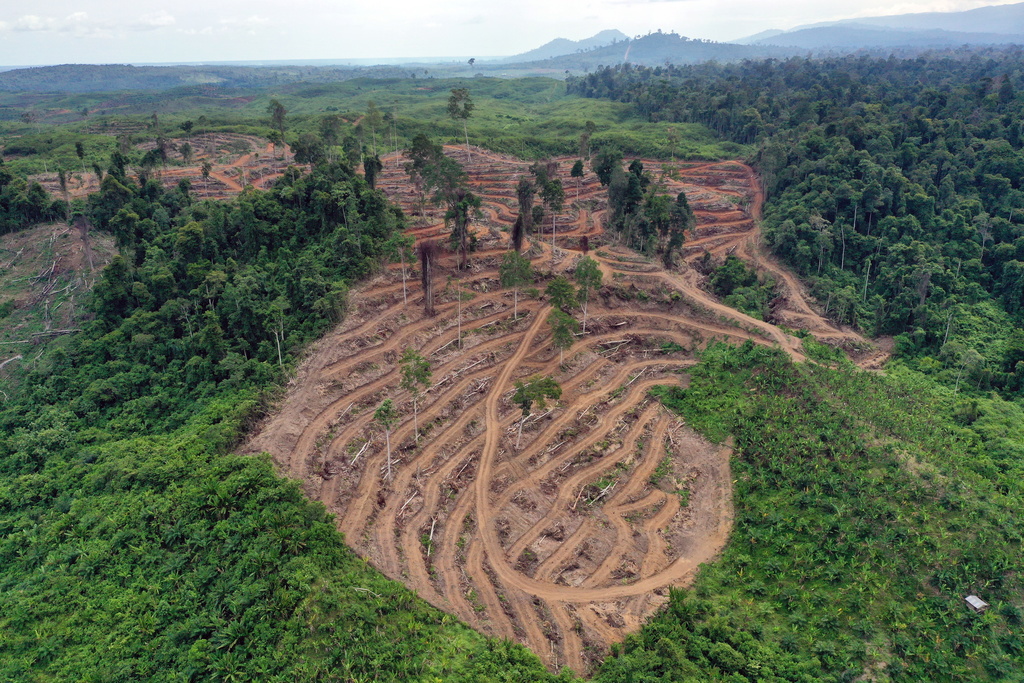 Les forêts d’Amazonie, d’Afrique équatoriale ou encore d’Indonésie sont de grands réservoirs de carbone. (illustration)