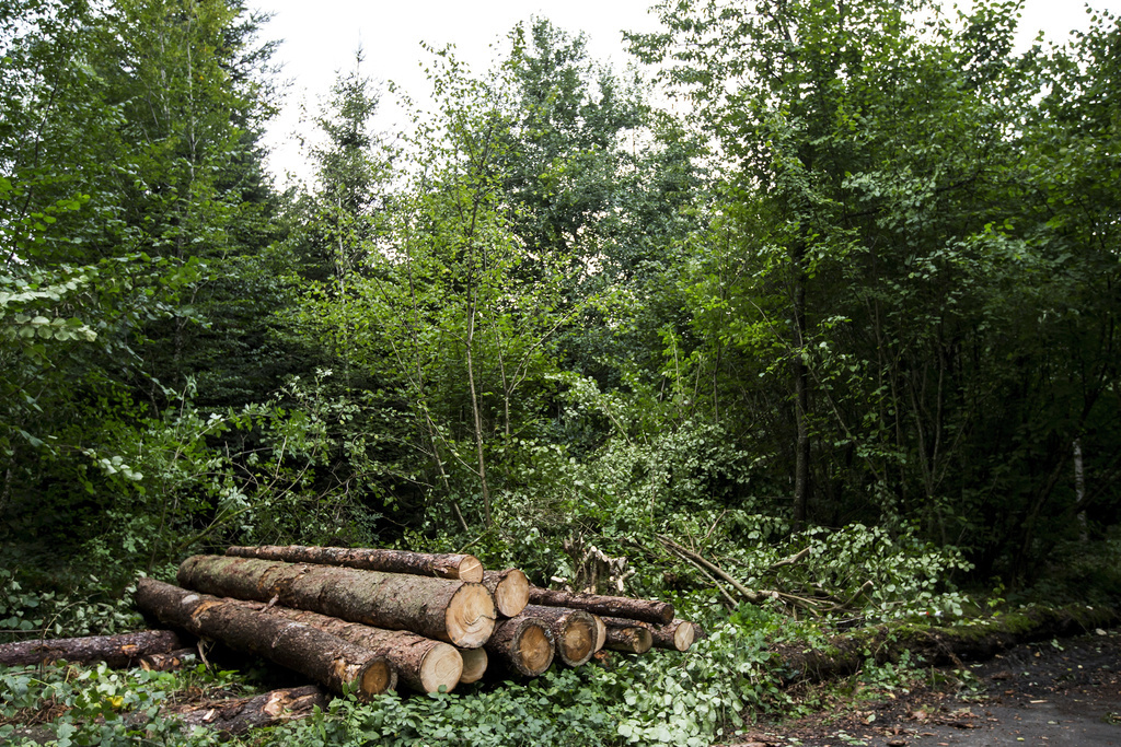 En Suisse, seules deux espèces d'arbres ont été classée en danger, selon la dernière mise à jour de la liste rouge. (Illustration)
