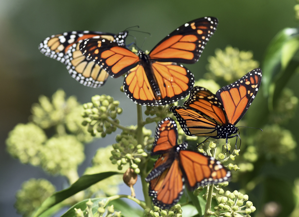 Les analyses ont révélé que les lépidoptères, soit le nom scientifique donné aux papillons, se sont diversifiés en même temps que les plantes à fleurs. (illustration)