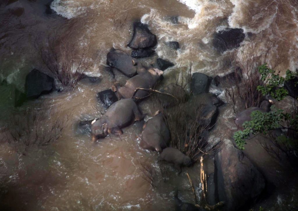 En Thaïlande, six éléphants sont morts en chutant dans une cascade, deux autres sont restés coincés.