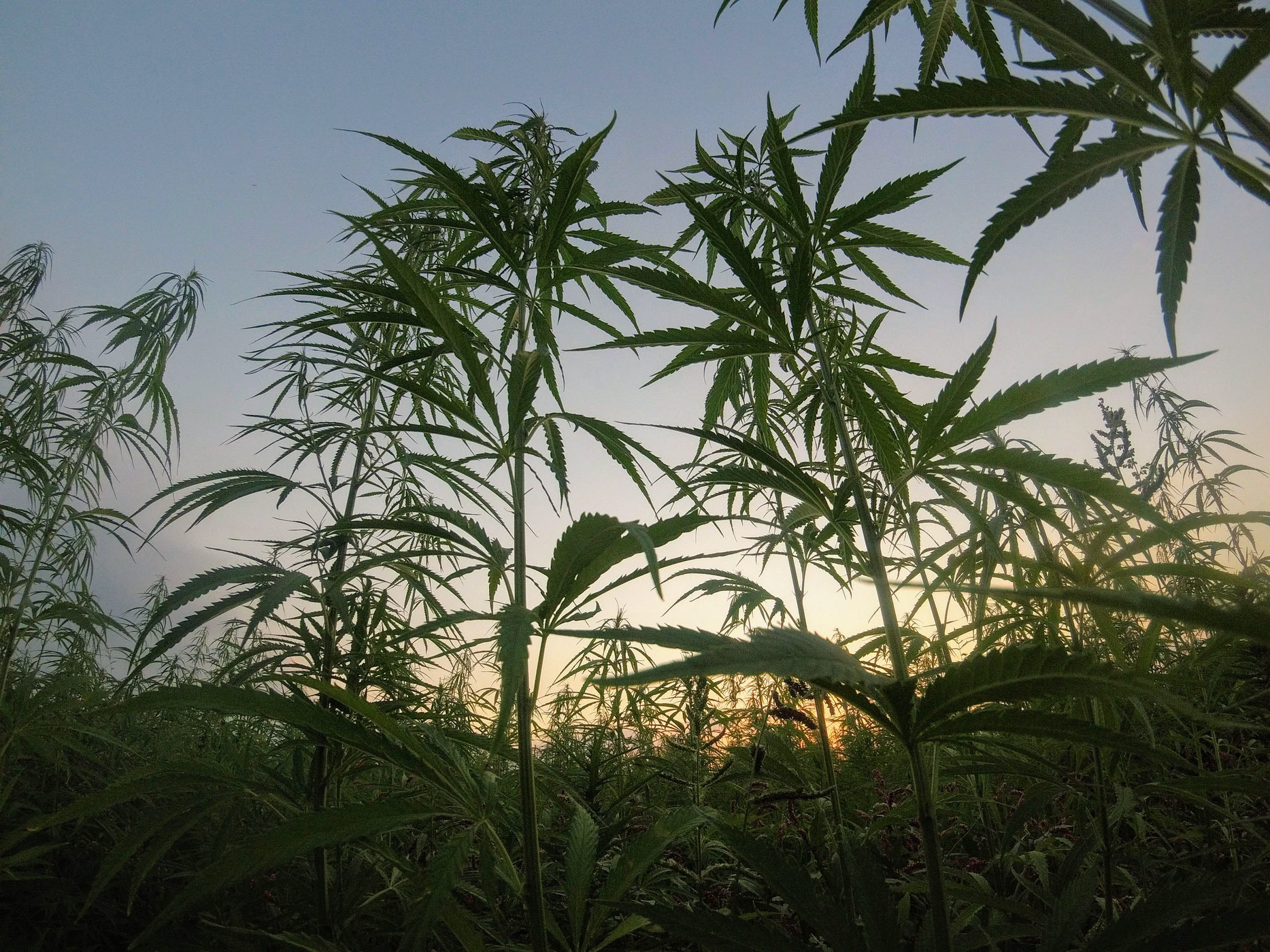 L'odeur du cannabis est particulièrement forte en période de floraison, soit quatre à cinq semaines par année. (image d'illustration)