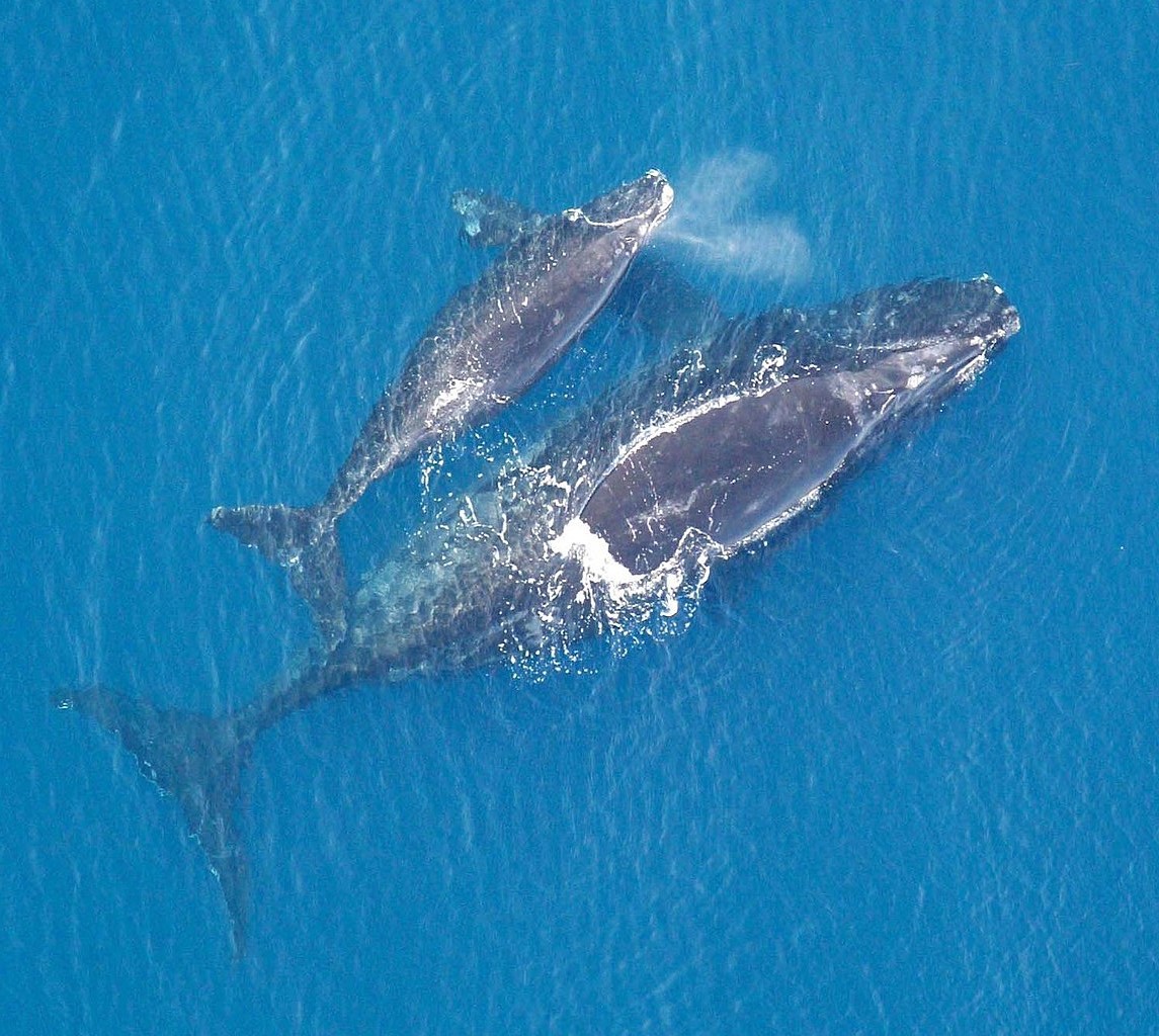 Les baleines franches de l'Atlantique nord adaptent leur communication pour protéger leurs petits.